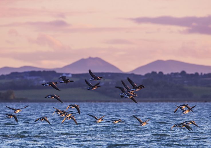 Wild life tourism Strangford Lough